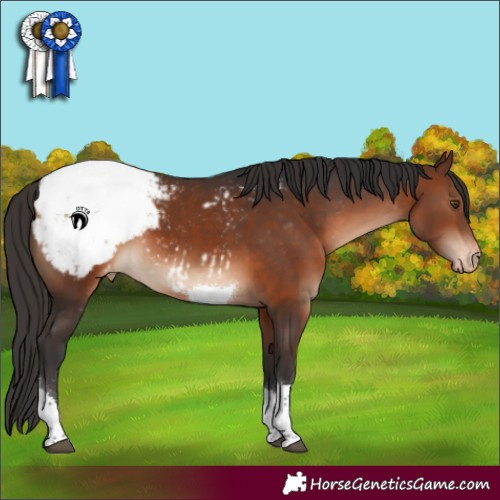 Horse Color:Brown Tobiano Appaloosa 
