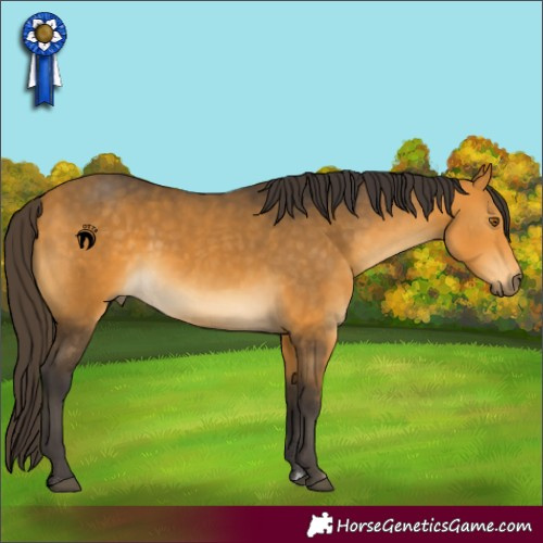 Horse Color:Buckskin 