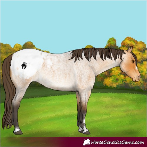 Horse Color:Buckskin Roan Snowcap 