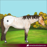 Horse Color:Buckskin Roan Snowcap 