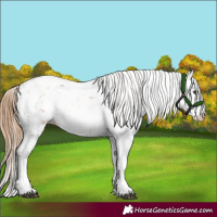 Horse Color:Chestnut Sabino