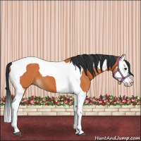 Horse Color:Bay Splash Tobiano 