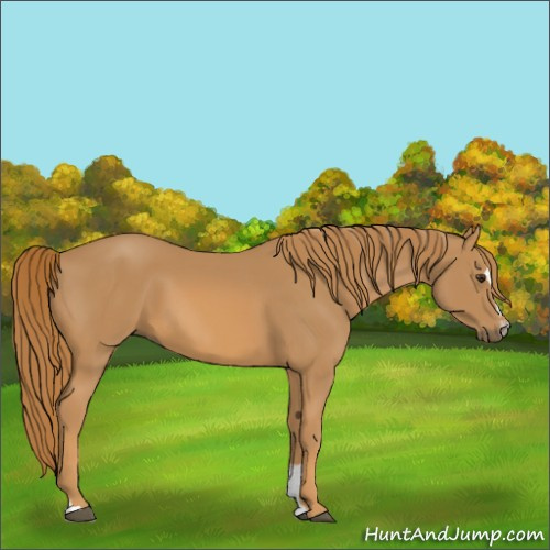 Horse Color:Chestnut Sabino 