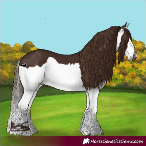 Horse Color:Liver Chestnut Splash 