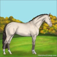 Horse Color:Amber Champagne Dun 