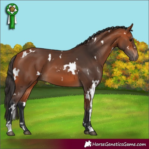 Horse Color:White Spotted Bay 