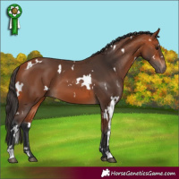 Horse Color:White Spotted Bay 