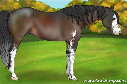 Horse Color:Brown Sabino 