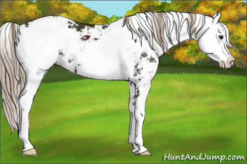 Horse Color:Liver Chestnut Sabino 