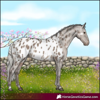 Horse Color:Silver Grullo Near Leopard 
