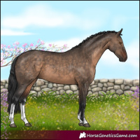Horse Color:White Spotted Brown Dun 