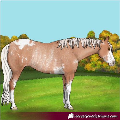 Horse Color:Silver Sable Champagne Sabino Varnish Rabicano 