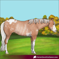 Horse Color:Silver Sable Champagne Sabino Varnish Rabicano 