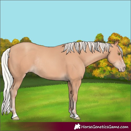 Horse Color:Silver Sable Champagne Rabicano