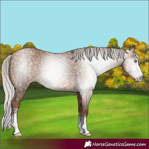 Horse Color:Gray Silver Sable Champagne Sabino Rabicano 