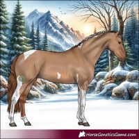 Horse Color:Red Dun Tobiano 
