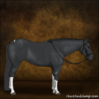 Horse Color:Black Tobiano Rabicano 