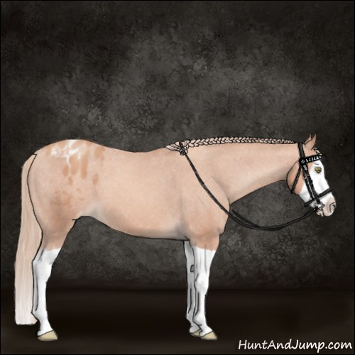 Horse Color:Gold Champagne Splash Appaloosa