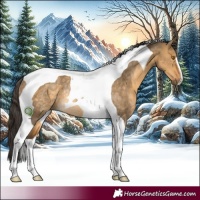 Horse Color:Buckskin Dun Tobiano Rabicano 