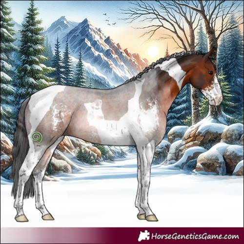 Horse Color:Brown Sabino Tobiano 