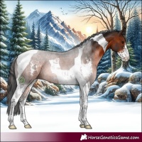 Horse Color:Brown Sabino Tobiano