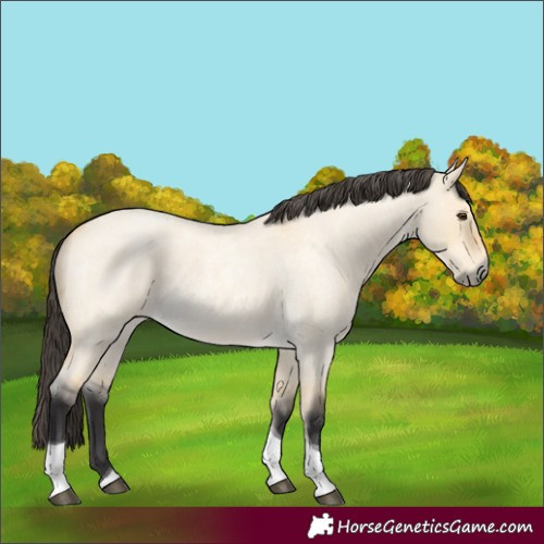 Horse Color:Buckskin Roan Dun Tobiano 