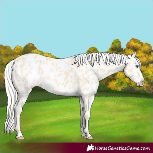 Horse Color:Cremello Appaloosa 