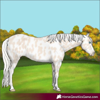 Horse Color:Cremello Appaloosa 