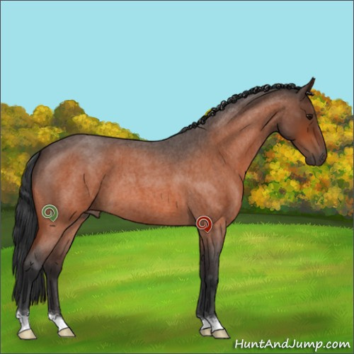 Horse Color:Bay Roan 