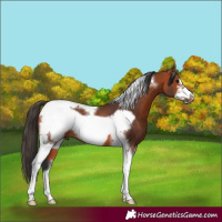 Horse Color:Bay Tobiano Frame Rabicano