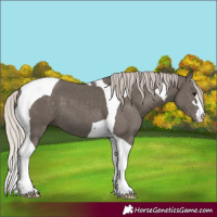 Horse Color:Silver Black Tobiano