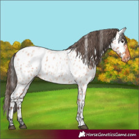 Horse Color:White Spotted Bay Roan Near Leopard 