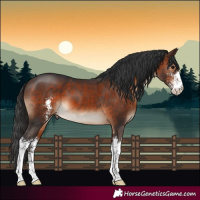 Horse Color:Brown Sabino 
