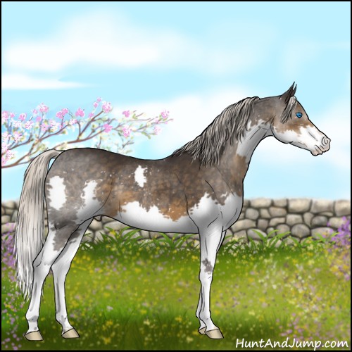 Horse Color:Silver Smoky Black Sabino Splash Rabicano 