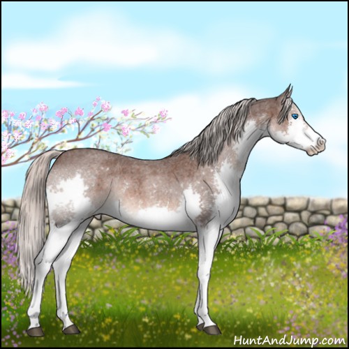 Horse Color:Silver Brown Roan Splash Rabicano 