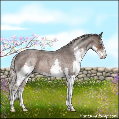 Horse Color:Silver Blue Roan Splash Rabicano 