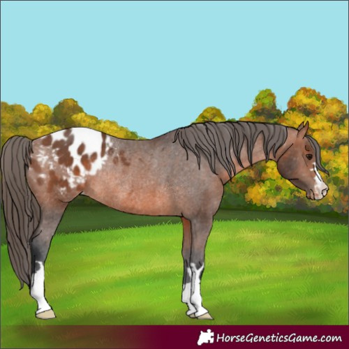 Horse Color:Bay Appaloosa Rabicano 
