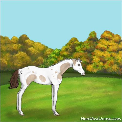 Horse Color:Liver Red Dun Splash Tobiano Rabicano 