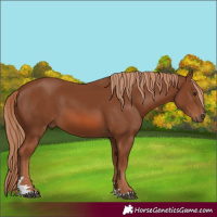Horse Color:Chestnut 