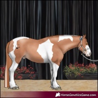 Horse Color:Gold Champagne Tobiano 