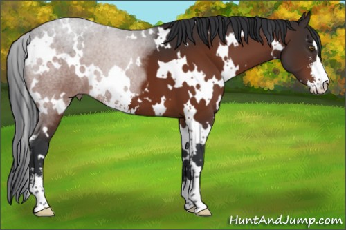 Horse Color:White Spotted Brown Sabino 