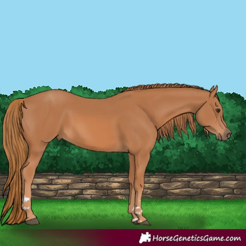 Horse Color:Chestnut 