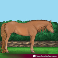 Horse Color:Chestnut 