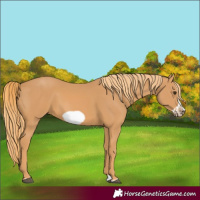 Horse Color:Chestnut Splash Frame 