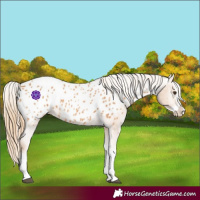 Horse Color:Chestnut Splash Appaloosa 