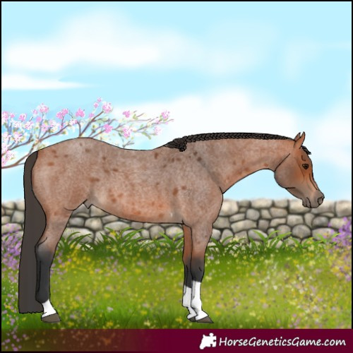 Horse Color:Bay Roan Tobiano