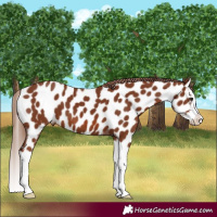 Horse Color:Chestnut Splash Appaloosa 