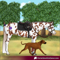 Horse Color:Chestnut Splash Appaloosa 