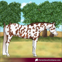 Horse Color:Chestnut Splash Near Leopard 
