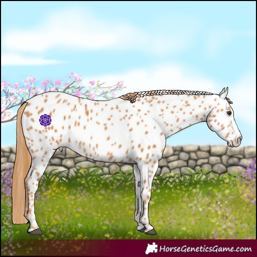 Horse Color:Chestnut Splash Near Leopard